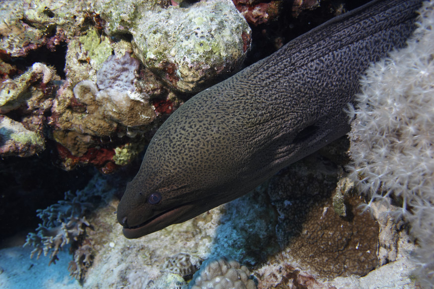 Moray eel, Fish